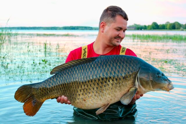 Frisch zurück vom Lac du Der.

Mit im Gepäck war ein von Reiko speziell für den Langzeiteinsatz entwickelter Wunschboilie

Mit ihm gelang Patrick der lang ersehnte erste Karpfen am gewaltigen Lac du Der. Doch dabei sollte es nicht bleiben: Im Laufe der Session folgten noch zwei weitere tolle Fische

Gerade an großen und anspruchsvollen Gewässern sind Ausdauer, Vertrauen und die richtige Köderwahl sowie Spotwahl entscheidend 

Glückwunsch zu dieser besonderen Session, @patrick_krugel
