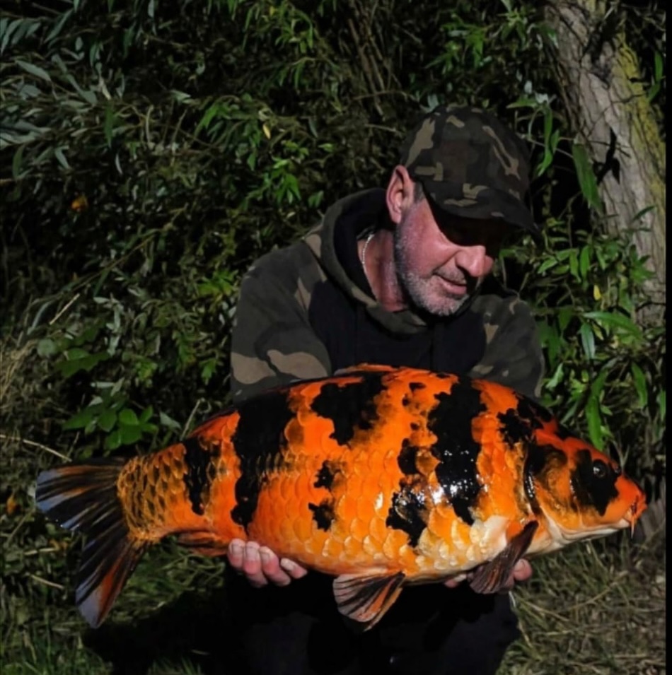 🌙 Erfolg in der Nacht! 🎣
Dieser getigerte Koi konnte dem Krill SF Light Hookbait am Kombirig nicht widerstehen. Damit hatte Mario nicht gerechnet. 
Petri 

 [Werbung]

🌐alle Produkte bei uns auf der Homepage 
📸Fangbilder DM an uns 

📞 Kontakt
📱 0171 2736310 (WhatsApp) 
📧 carptimebaits@web.de
💬 Nachrichten via Instagram / Facebook